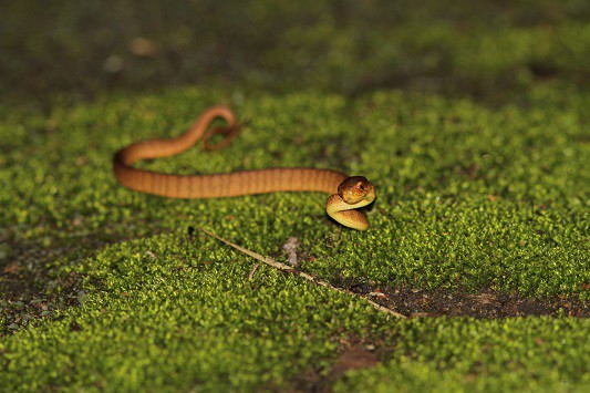 berdmore's slug snake Pareas berdmorei