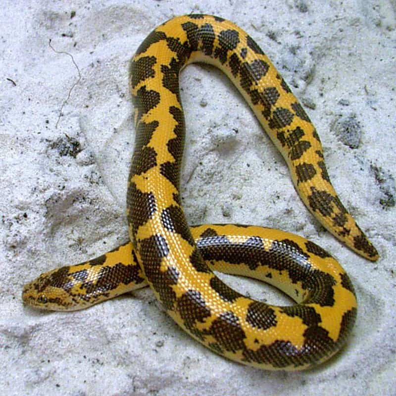 eryx colubrinus egyptian sand boa