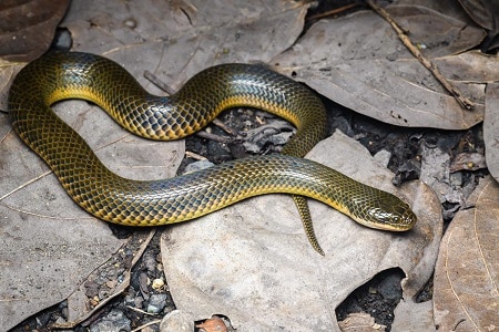 hypsiscopus plumbea rice paddy snake