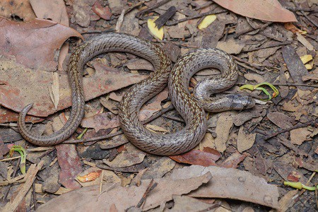 oligodon deuvei kukri snake vietnam