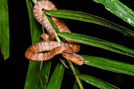 pareas carinatus keeled slug snake