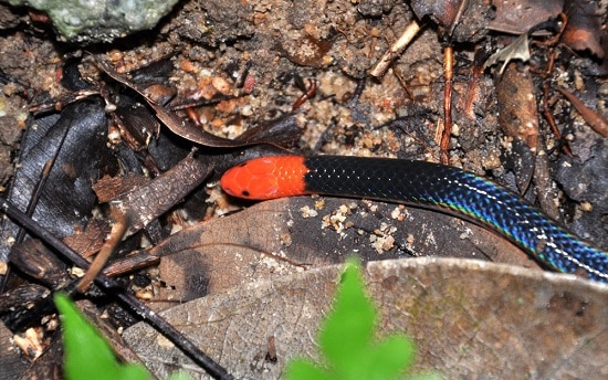 pink headed reed snake iridescent