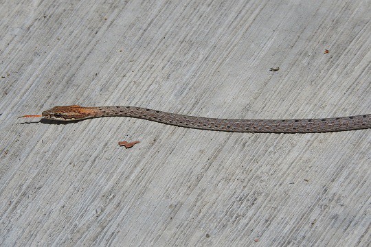 red Whip Snake Dryophiops rubescens