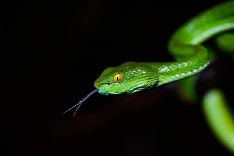 10 Snake Species Native To Cambodia - Snake Radar