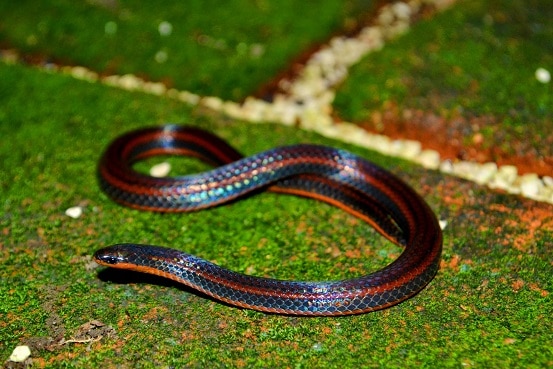 Adelphicos nigrilatum Chiapas Burrowing Snake