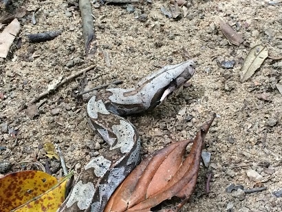 Amazonian Boa Constrictor coffee plantations