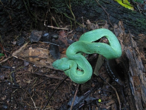 Atheris chlorechis snake triangular head