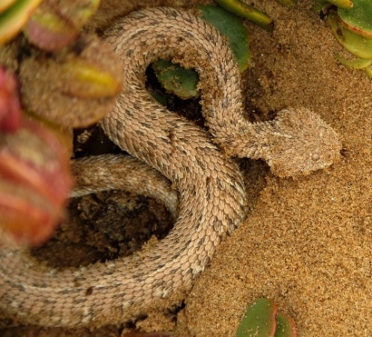 Bitis peringueyi triangular head snake