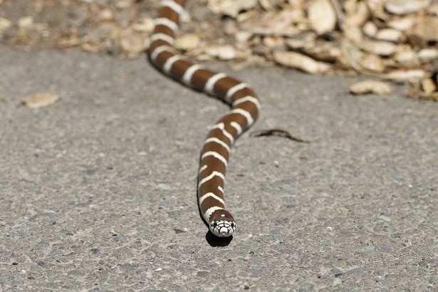 California kingsnake Lampropeltis californiae friendly