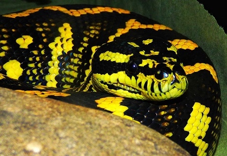 Carpet Python, Morelia spilota cheynei
