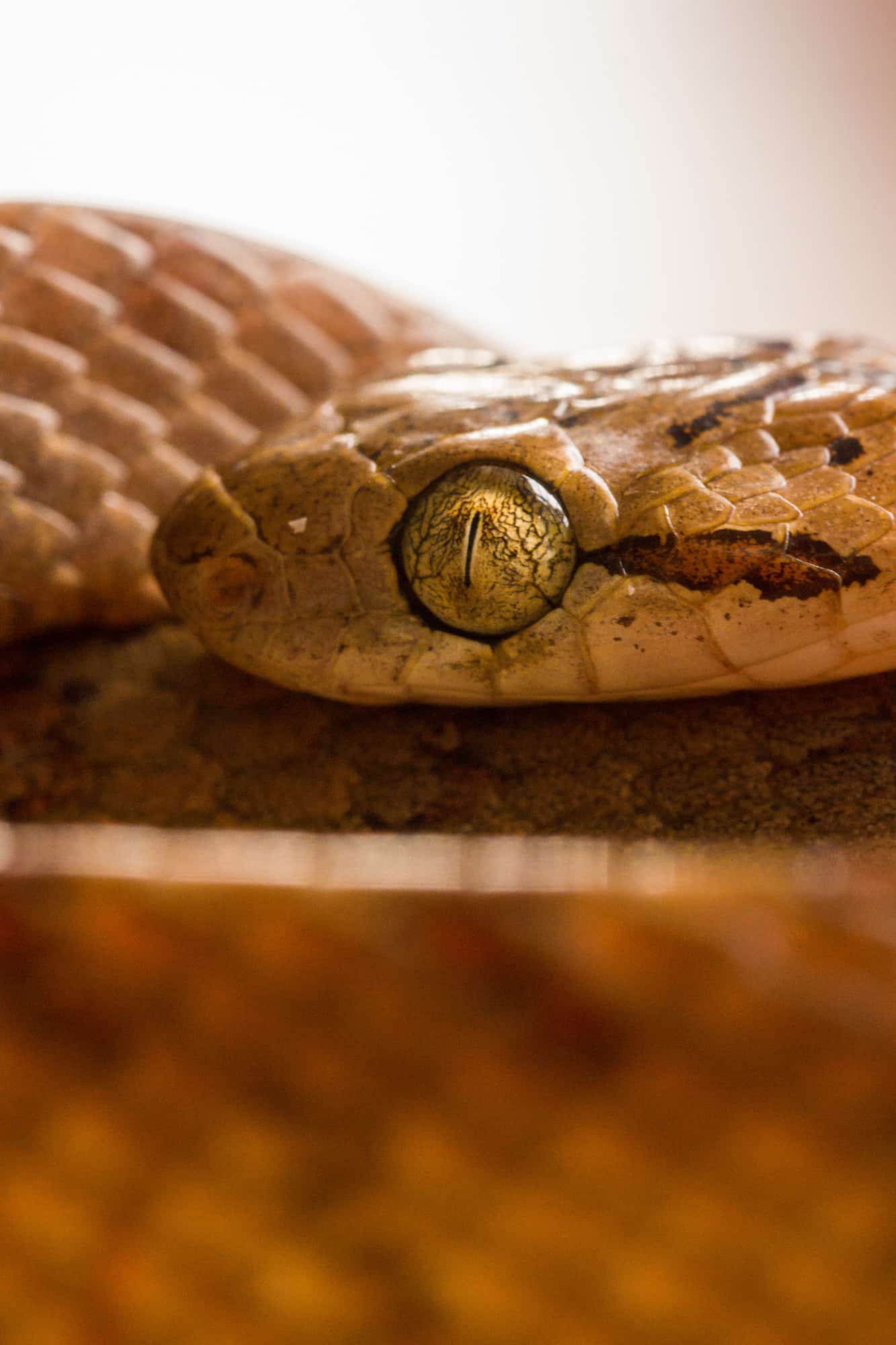 Cat Snake Boiga nuchalis eyes