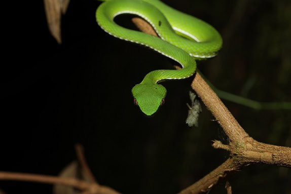 Chinese Viper Trimeresurus stejnegeri triangular