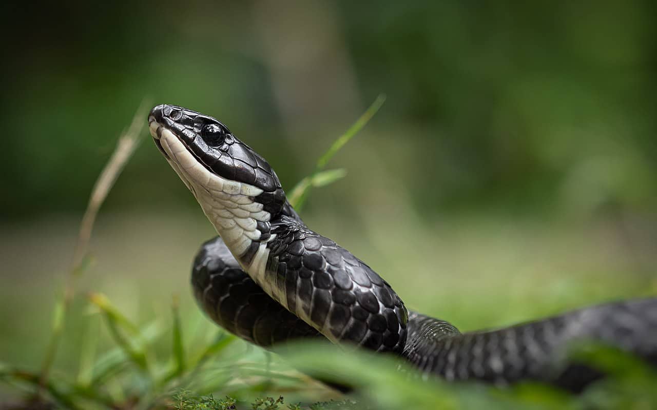 Chironius foveatus south american sipo