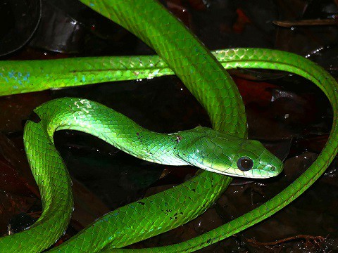 Common Green Racer (Philodryas viridissima)