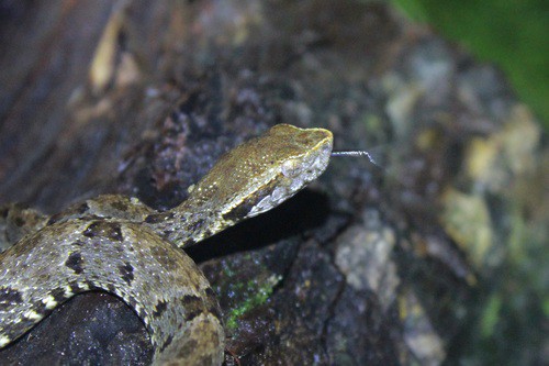 Common Lancehead (Bothrops atrox) coffee