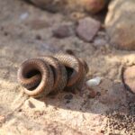 Common Slug-Eater Duberria lutrix