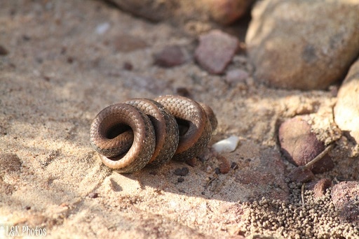 Common Slug-Eater Duberria lutrix