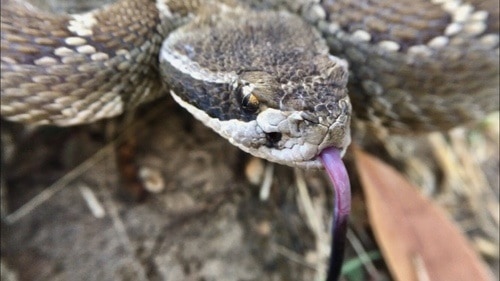 Crotalus oreganus rattlesnake tongue