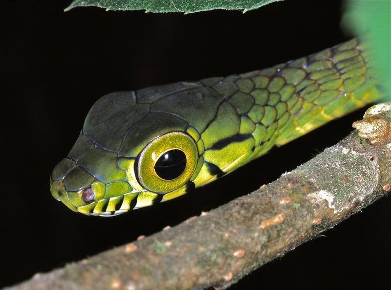 Dagger-tooth Tree Snake (Rhamnophis batesii)