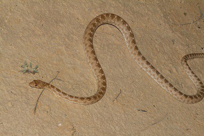 Diadem Snake Spalerosophis diadema