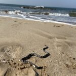 Dwarf Sea Snake Hydrophis caerulescens