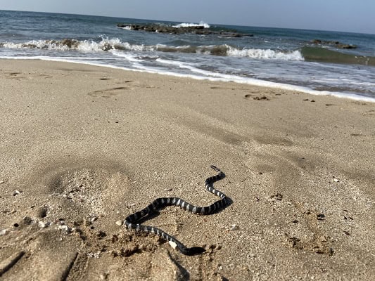 Dwarf Sea Snake Hydrophis caerulescens