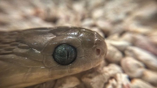 Egg eating snake's eye (Dasypeltis_scabra)