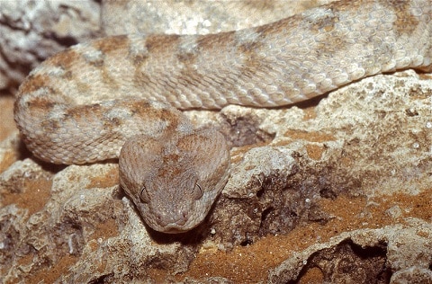 Egyptian Saw-scaled Viper (Echis pyramidum)