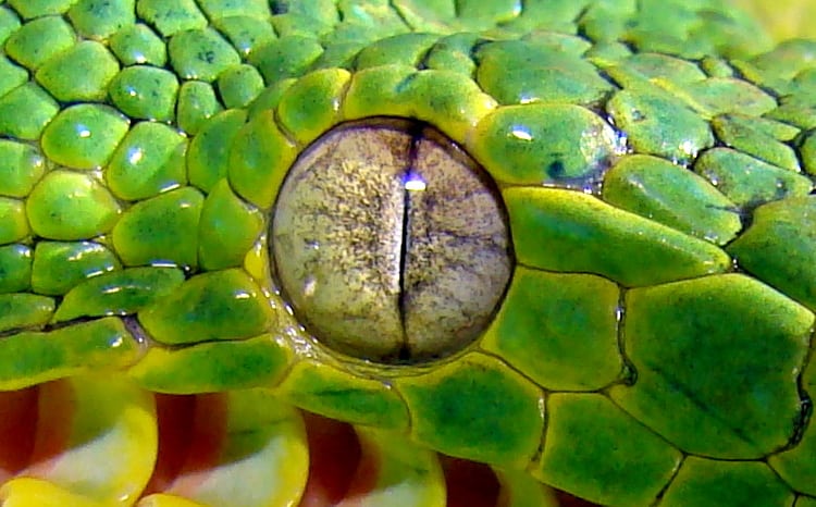 Emerald tree boa eye corallus