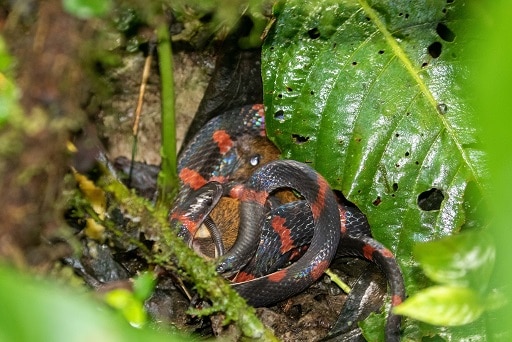 Forest Flame Snake, Oxyrhopus petolarius