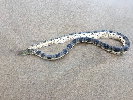 Greater Sea Snake Hydrophis major