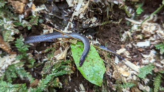 Hoffmann's Earth Snake, Geophis hoffmanni