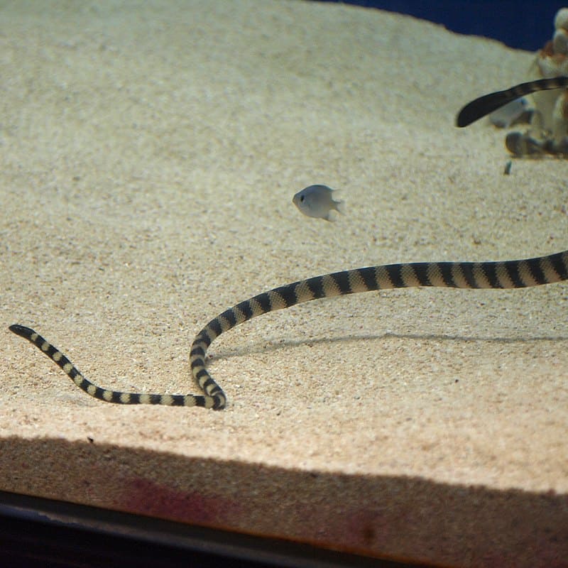 Hydrophis melanocephalus, slender necked sea snake