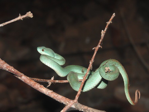 Island Pitviper (Trimeresurus insularis) tail