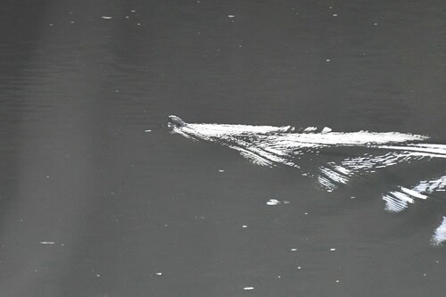 King Cobra (Ophiophagus hannah) swimming