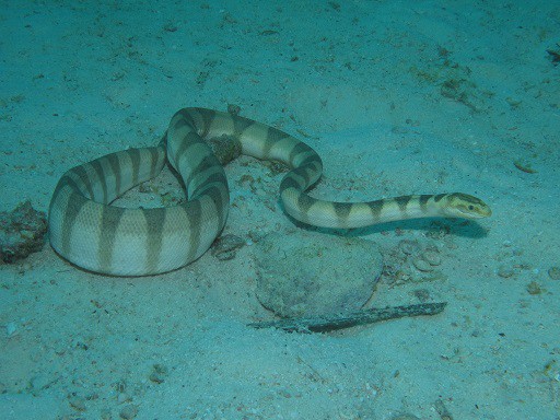 Lambert's Sea Snake Hydrophis lamberti