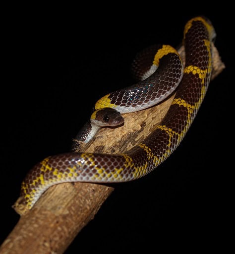 Laotian Wolf Snake Lycodon laoensis cute