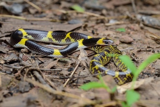 Laotian wolf snake lycodon friendly