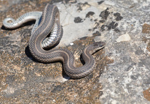Lined Snake (Tropidoclonion lineatum) rains