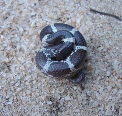 Lycodon aulicus shield brain coils