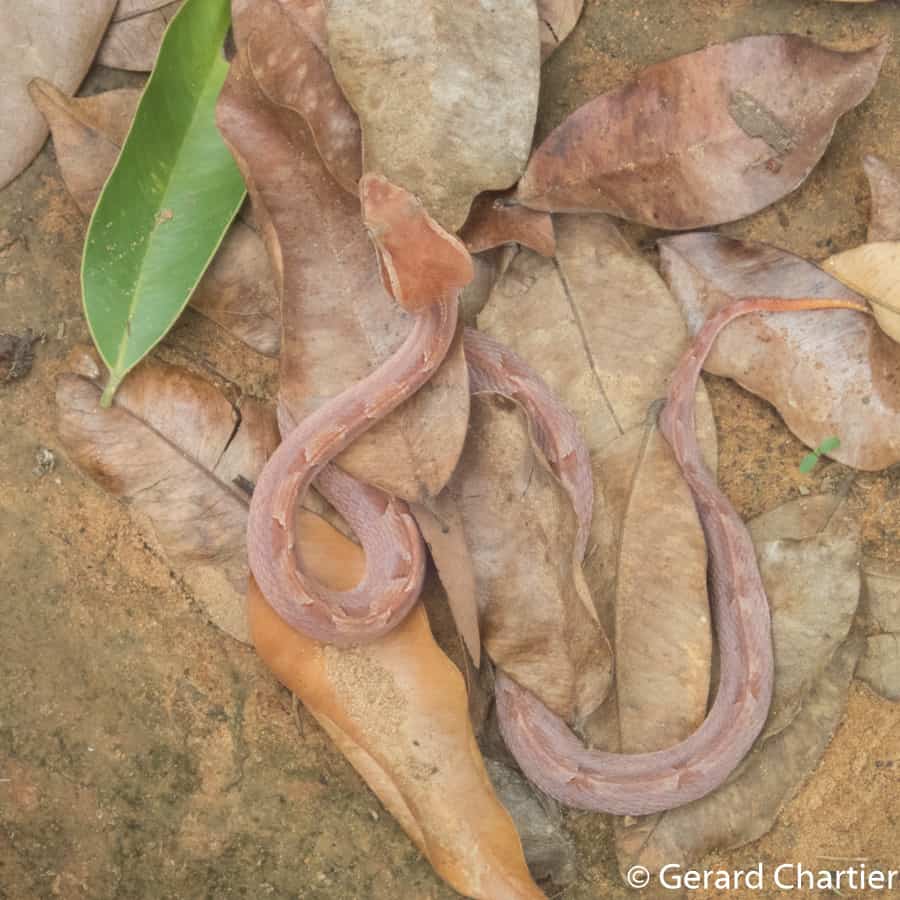 Calloselasma rhodostoma (Malayan Pit Viper)