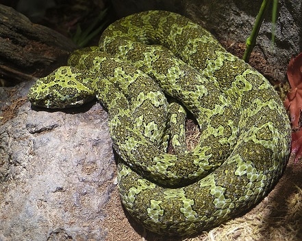 Mangshan pitviper Protobothrops mangshanensis