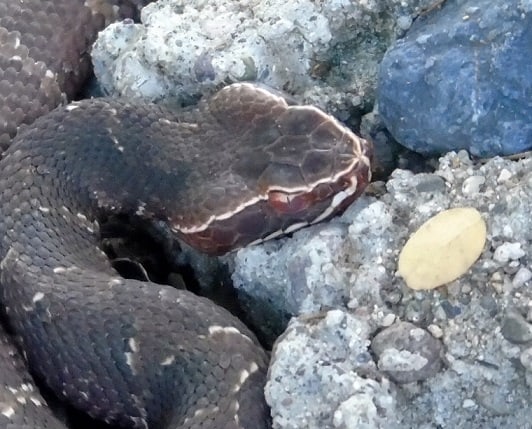 Mexican Cantil (Agkistrodon bilineatus) aggressive