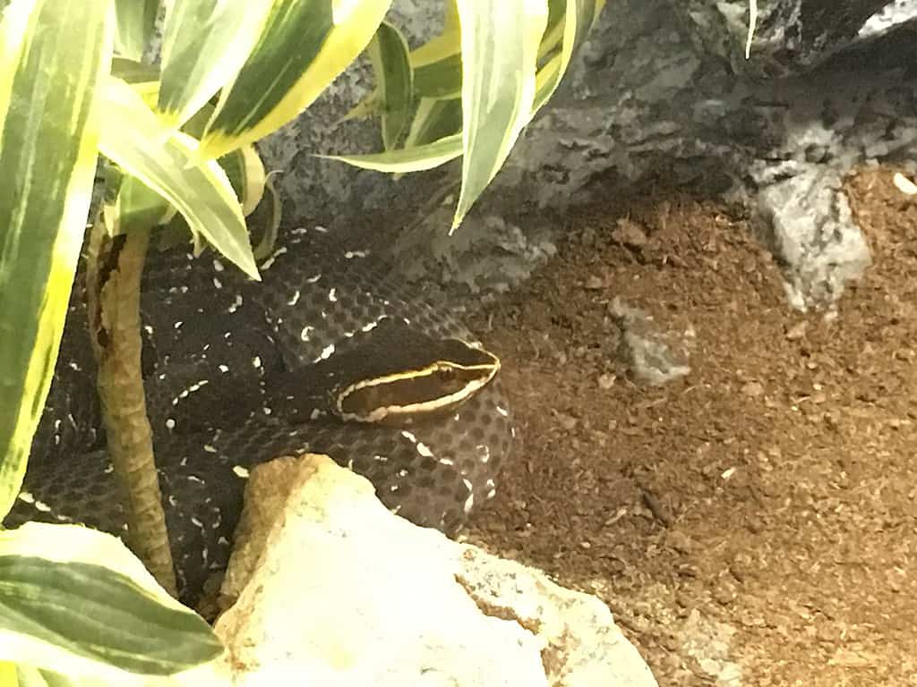 Mexican Cantil (Agkistrodon bilineatus) zoo