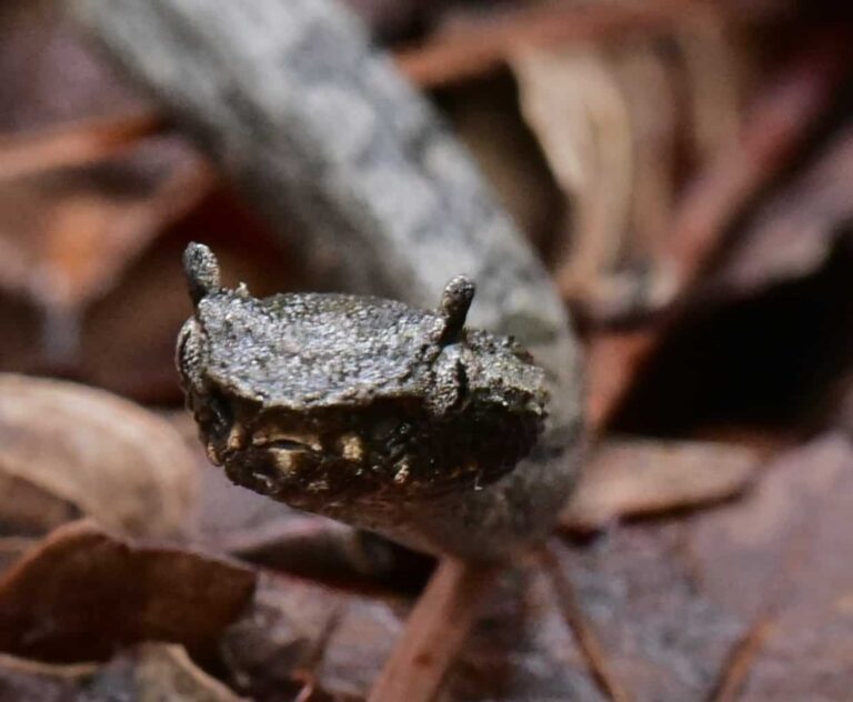 10 Horned Snakes Species Found On Earth – Snake Radar