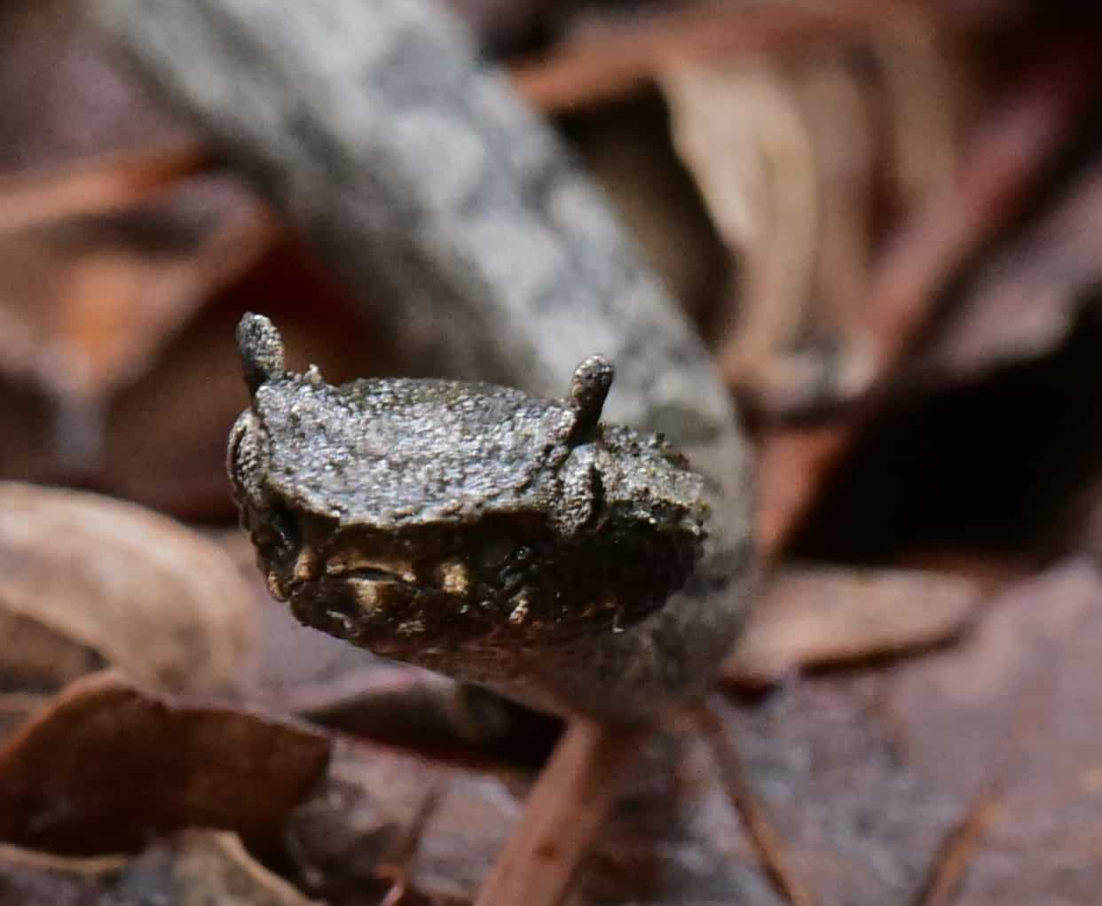 Mexican Horned Pitviper Ophryacus undulatus