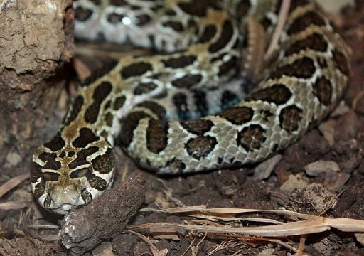 Mexican-Lancehead-Rattlesnake-Crotalus-polystictus