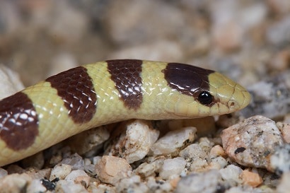 Mojave Shovelnose Snake Sonora occipitalis