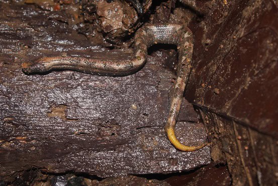 Northern Eyelash Boa Tropidophis boulengeri