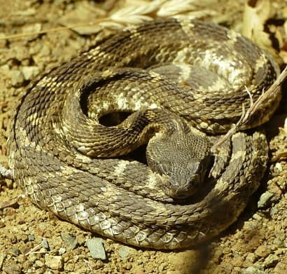 Northern Pacific Rattlesnake Crotalus oreganus